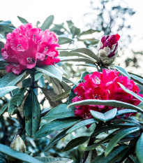 Rododendron - Pěnišník - Rhododendron arboreum - semena rododendronu - 50 ks